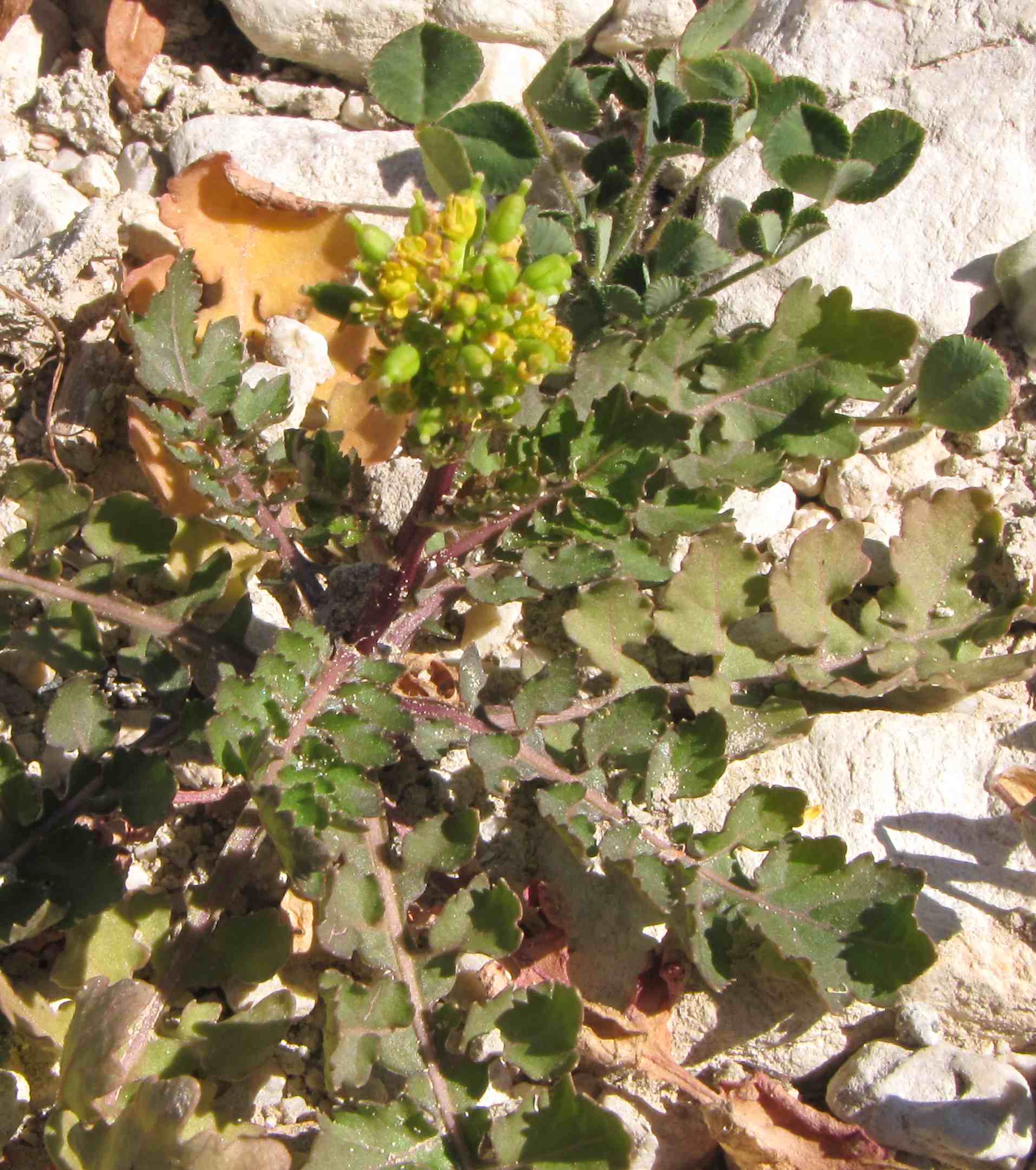 pianta area umida - Rorippa sp.
